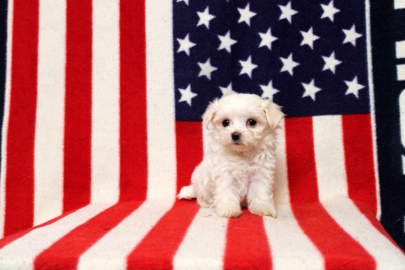 puppy, for, sale, Maltese, Matthew B. Stoltzfus, dog, breeder, Gap, PA, dog-breeder, puppy-for-sale, forsale, nearby, find, puppyfind, locator, puppylocator, aca